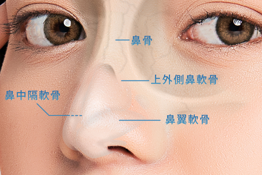 鼻の構造の図解