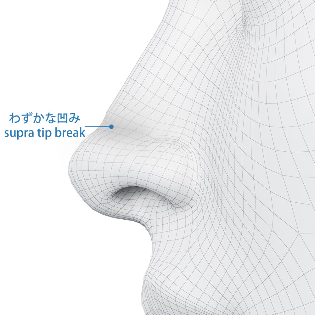 鼻先の僅かな凹みの図解