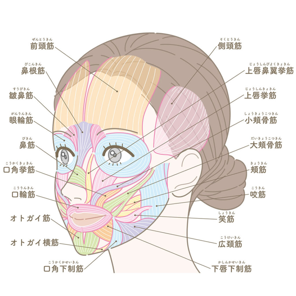 顔の解剖