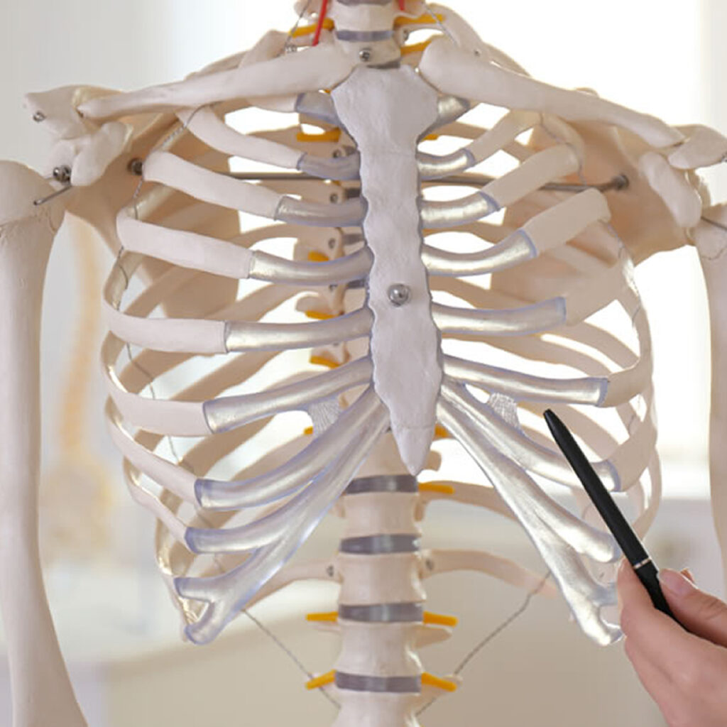 肋軟骨の位置を説明している医師