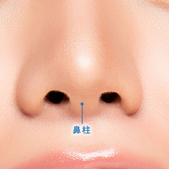 鼻柱を説明している図解