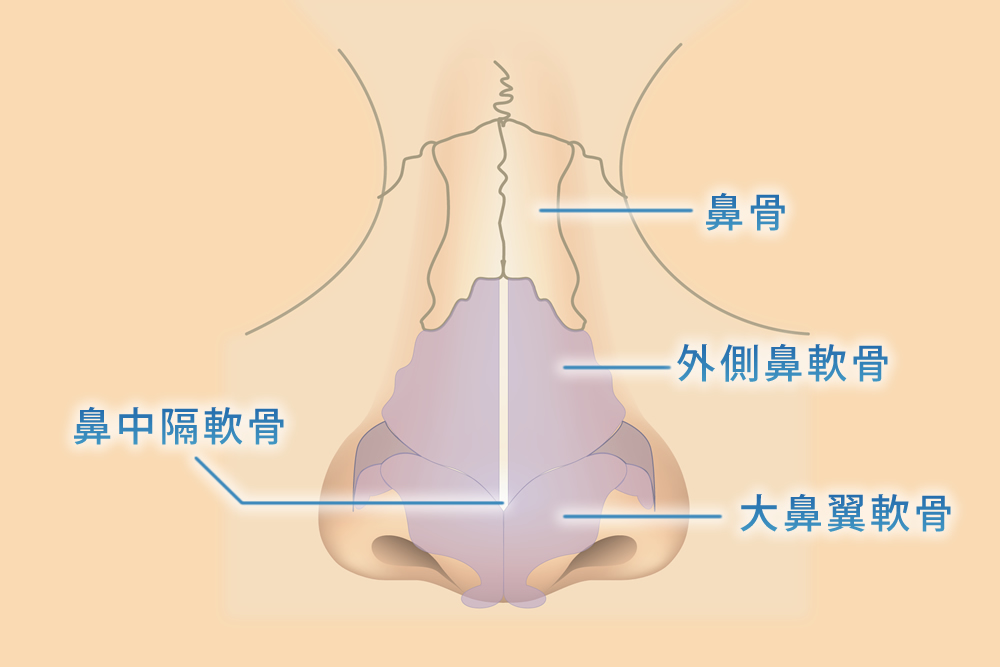 正面から見た鼻の図解