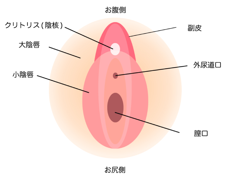 女性器の部位の名称説明画像