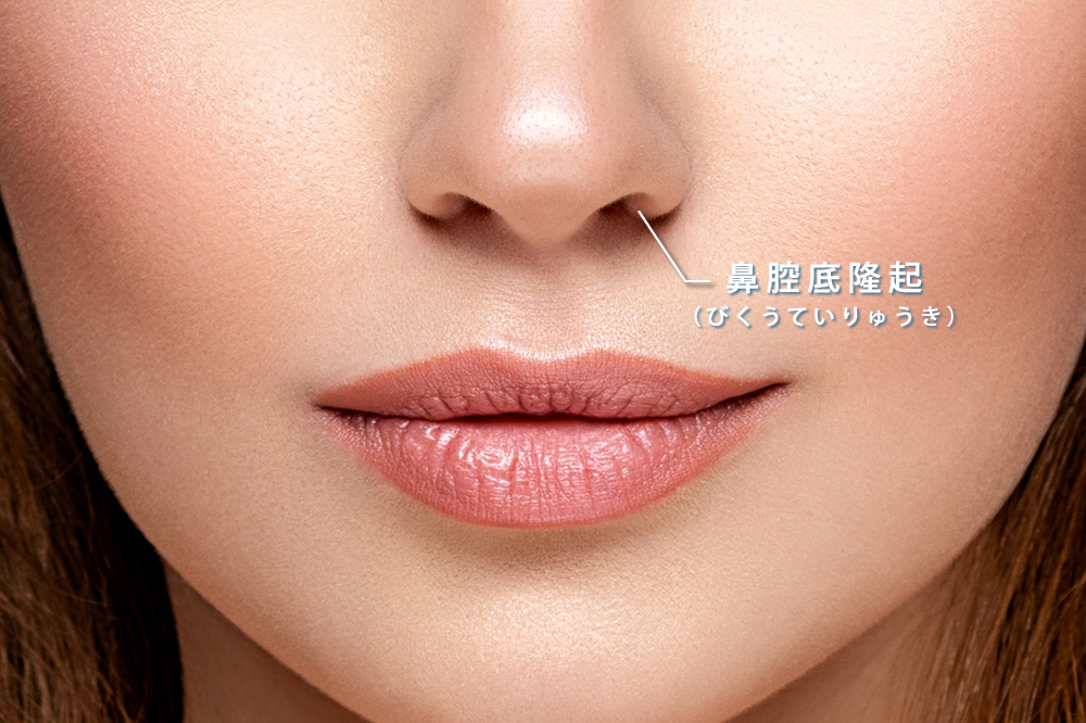 鼻腔底隆起の説明