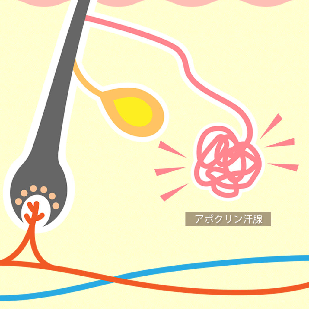 アポクリン汗腺のイメージ